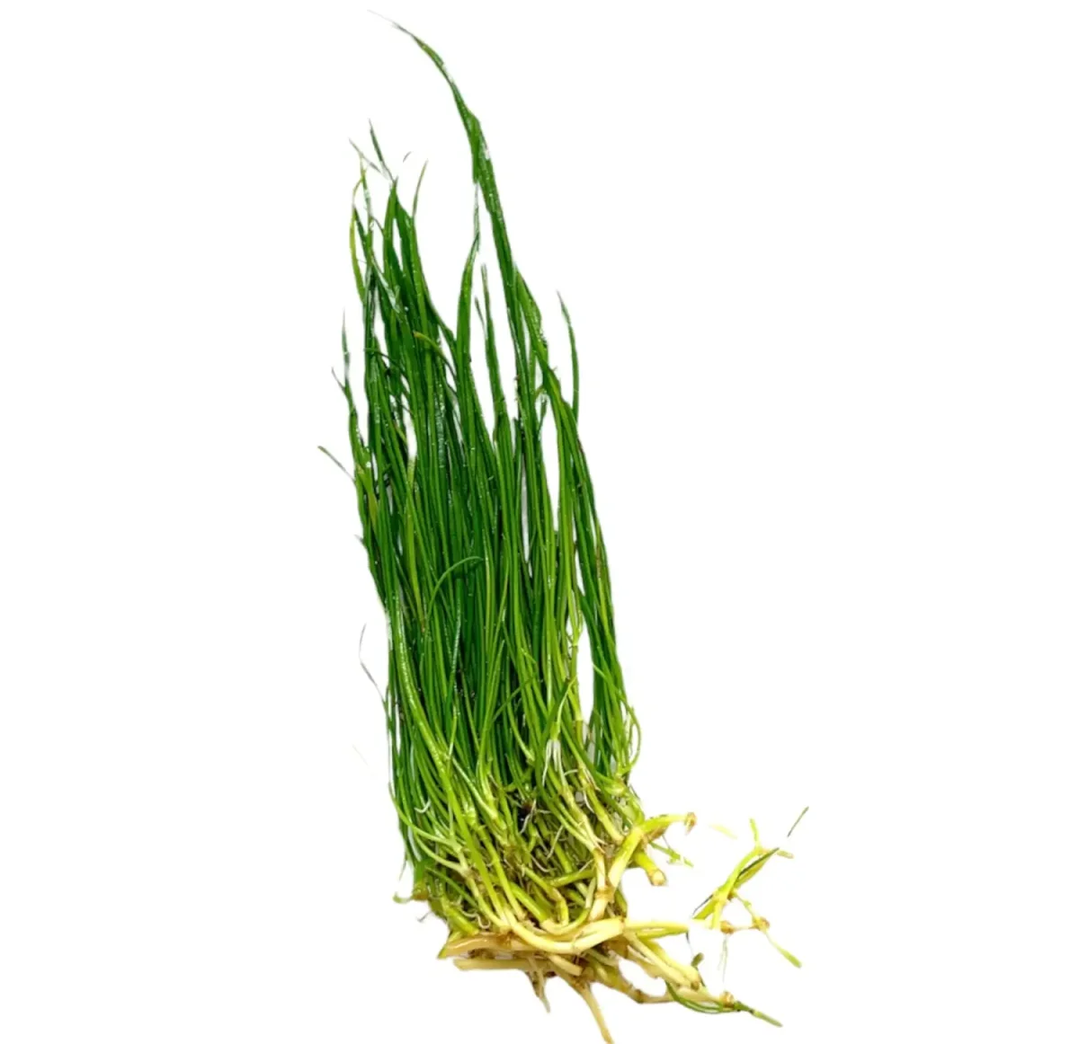 Narrow-Leaf Micro Sword (LILAEOPSIS MAURITIANA)
