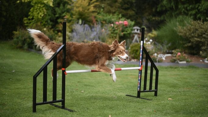 Hopphinder Elite Aluminium - Bild 5