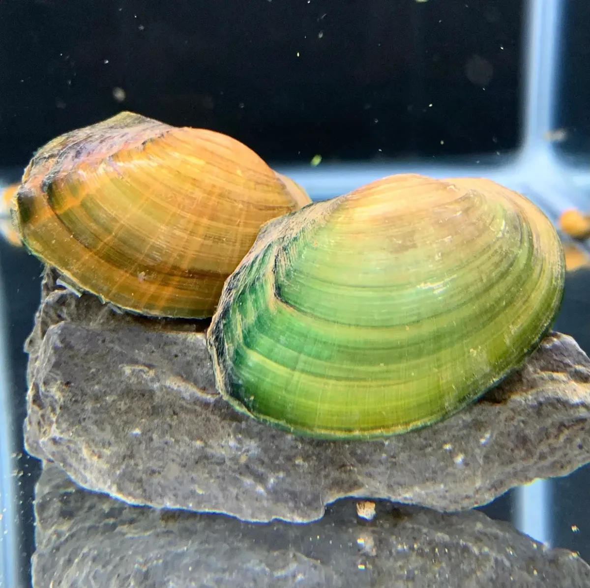 Opal Asian Freshwater Clam - Bild 2