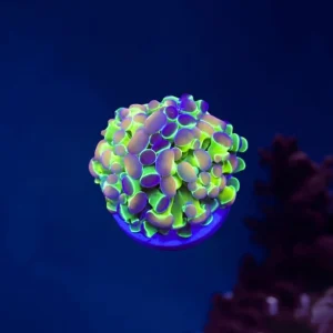 Euphyllia Paraancora Hologram