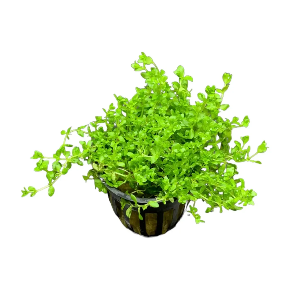 Pearl Weed (Micranthemum Micranthemoides) POT - Bild 2