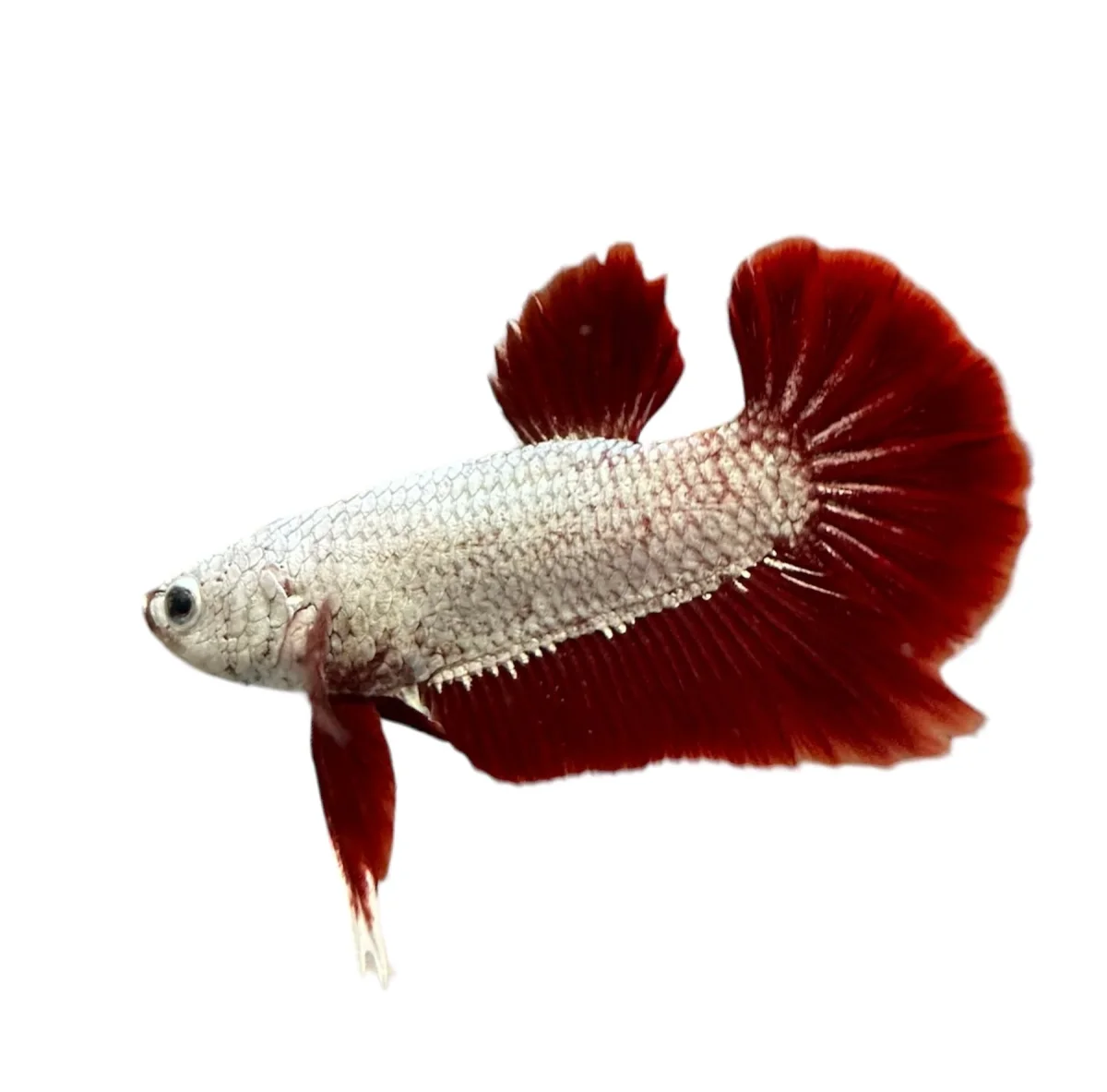 Platinum Red Dragon HMPK Betta Male - Bild 4