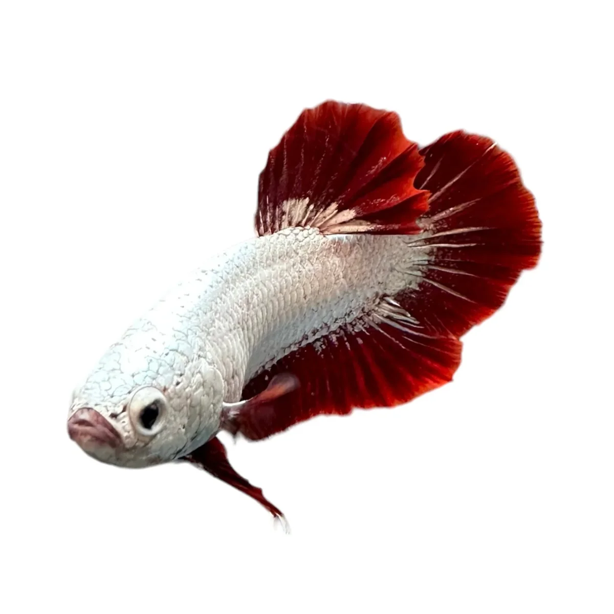 Platinum Red Dragon HMPK Betta Male - Bild 2