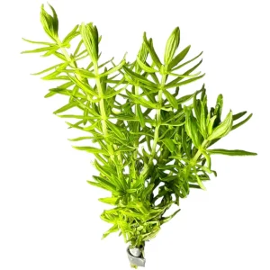 Pogostemon Erectus