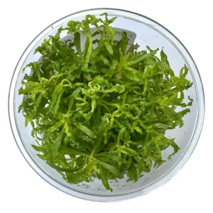 Pogostemon Helferi 'Downoi' Tissue Culture