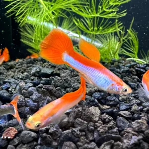 Red and White Rainbow Guppy (Pair)