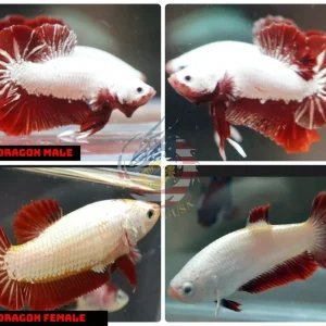 Breeding Pair - HMPK Red Dragon