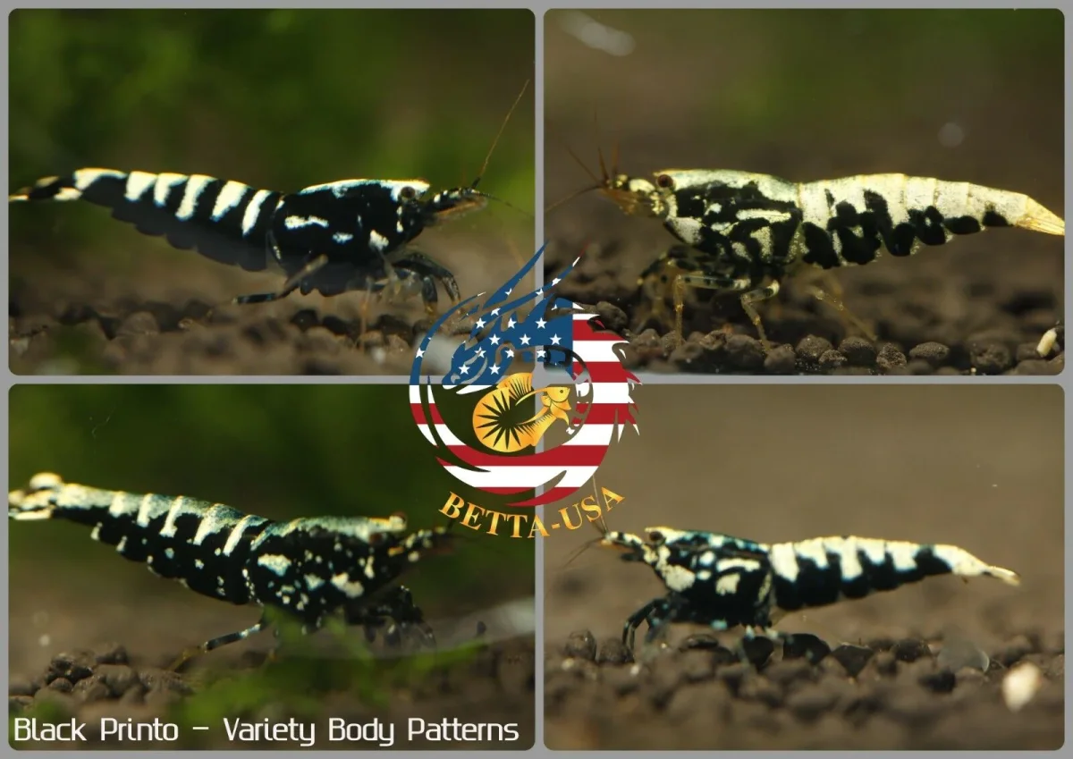 Black Pinto & Galaxy- Freshwater Caridina Aquarium Shrimp. Live Guarantee