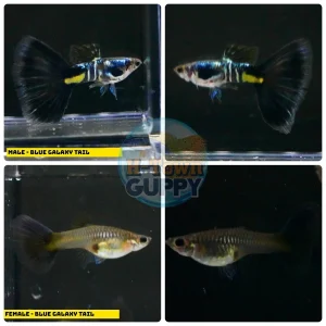 Aquarium Guppy Fish High Quality - Galaxy Blue Tail