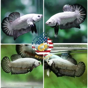 Breeding Pair - HMPK Black Dragon