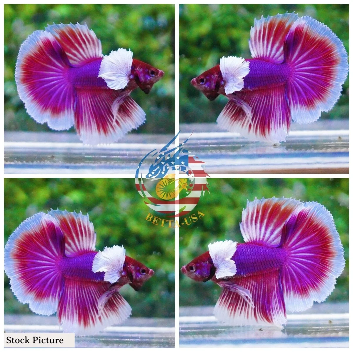 Lavender Dumbo - Bild 2