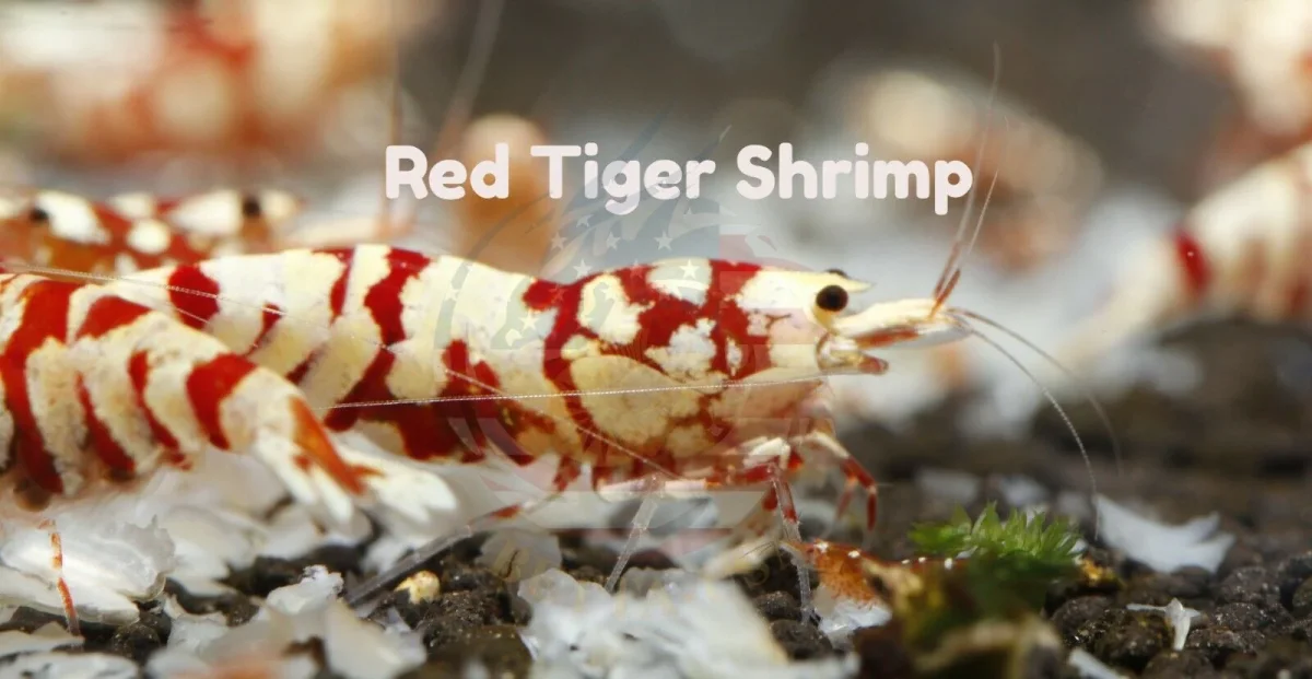 Red Tiger - Freshwater Caridina Aquarium Shrimp. Live Guarantee - Bild 3