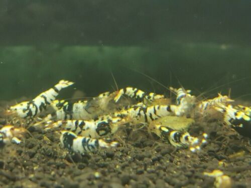 Black Tiger - Freshwater Caridina Aquarium Shrimp. Live Guarantee - Bild 3