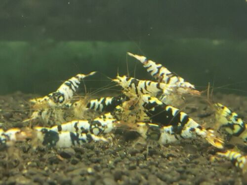Black Tiger - Freshwater Caridina Aquarium Shrimp. Live Guarantee - Bild 2