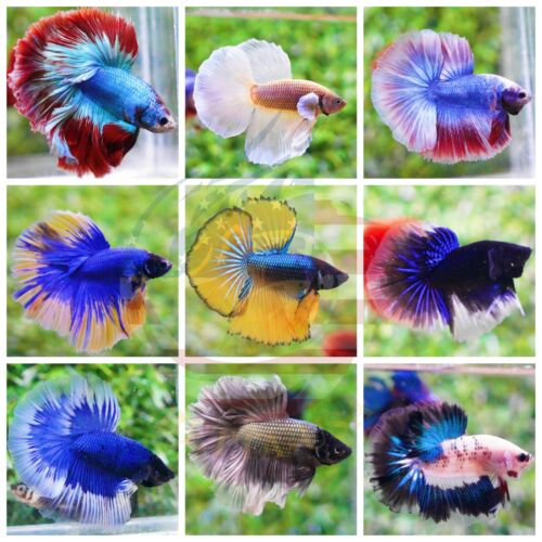 Live Betta Fish - High Quality Grade A+++ Halfmoon Live Betta - - Bild 3