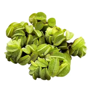 Salvinia Minima