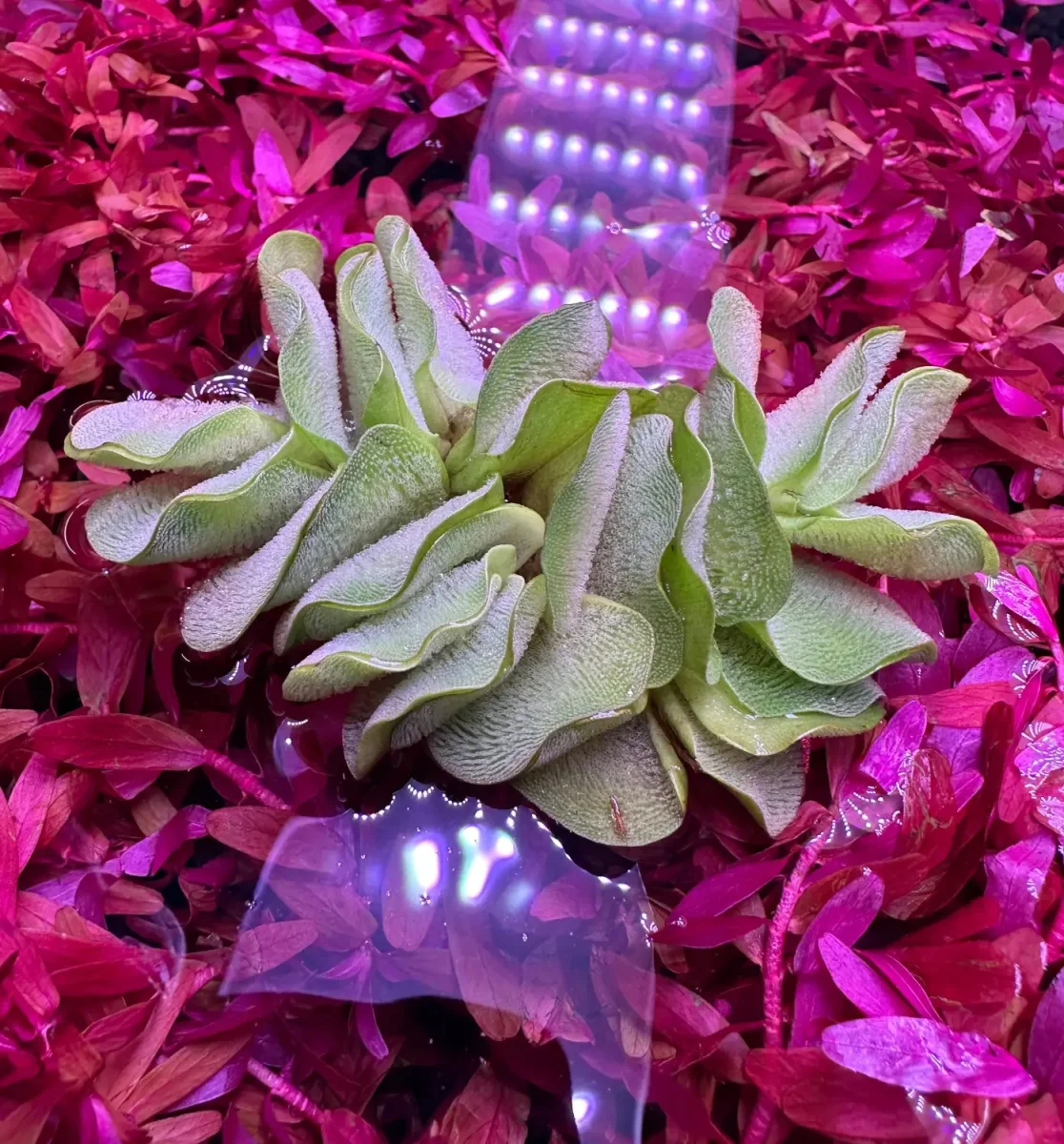Salvinia Natans - Bild 3