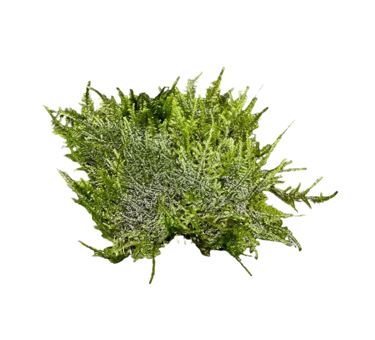 Spiky Moss (Taxiphyllum sp.) 3" x 3" Mat - Bild 3
