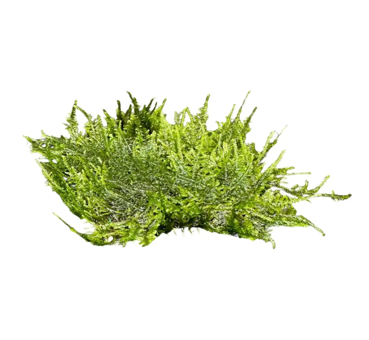 Spiky Moss (Taxiphyllum sp.) 3" x 3" Mat