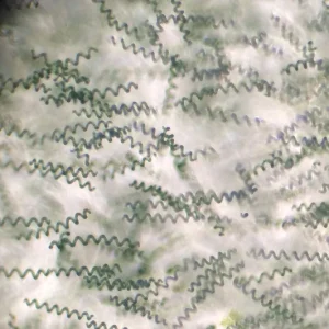 Algae Research Supply: Algae Culture, Arthrospira platensis (Spirulina)