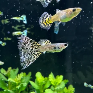 Tiger Mosaic Guppy (Pair)