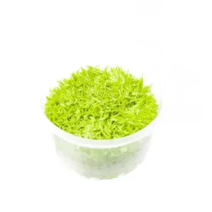 Utricularia Graminifolia AF Tissue Culture
