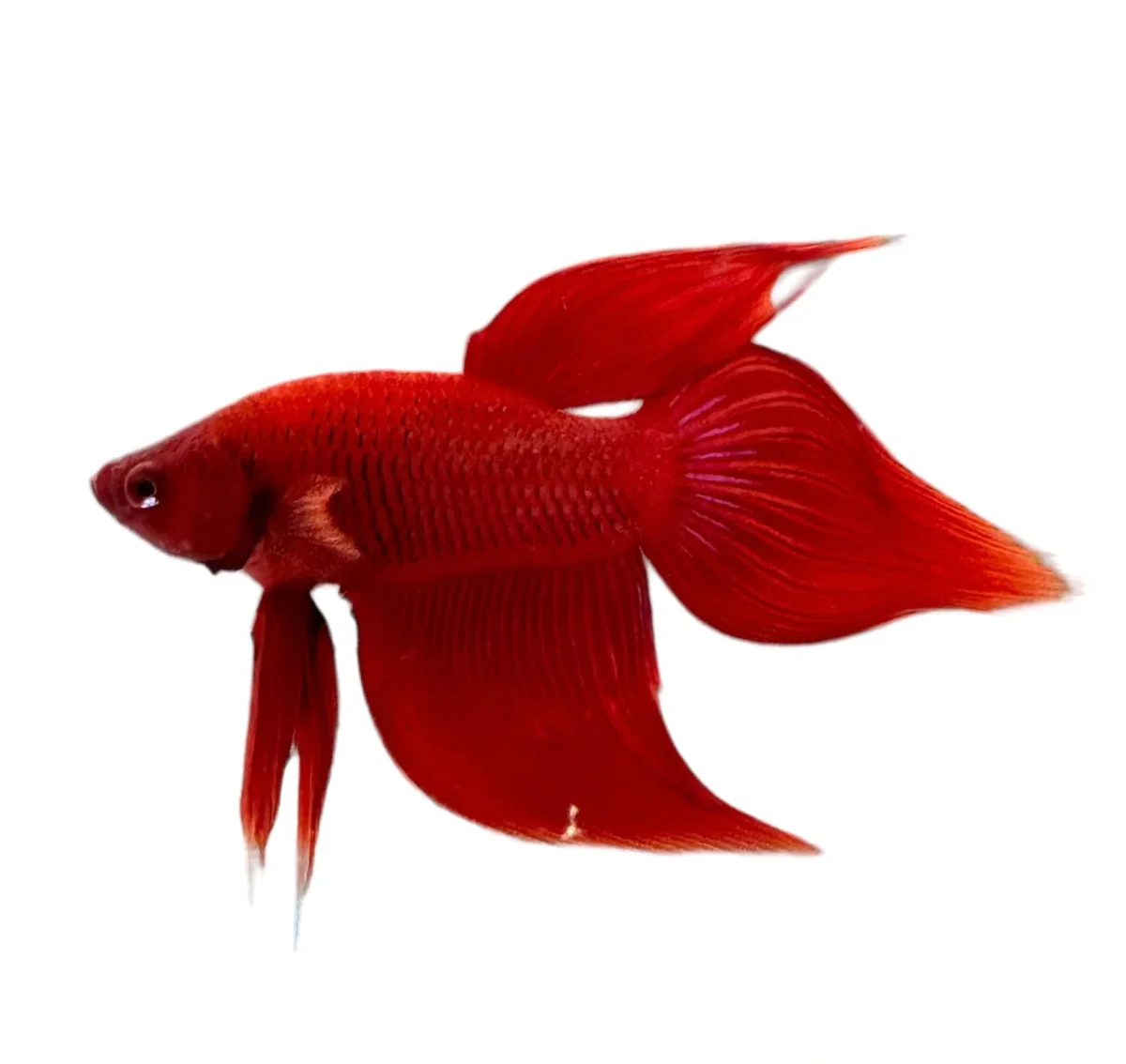 Veiltail Betta Male - Bild 2