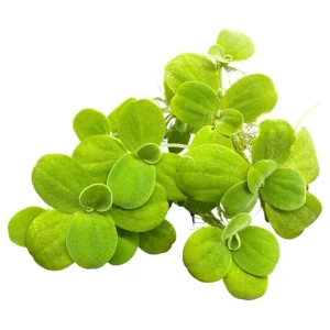 Water Lettuce Portion (Pistia Sp.) - Young Plants