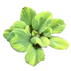 Water Lettuce Variegated (Pistia Sp.)